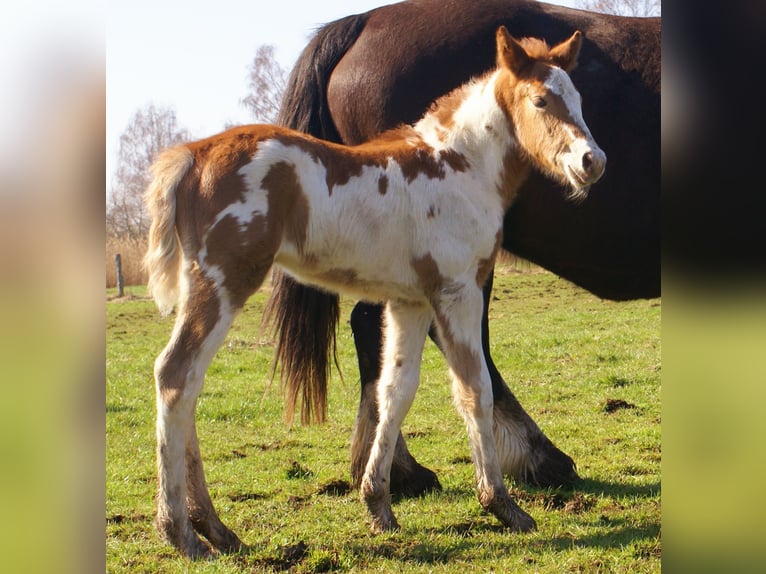 Meer ponys/kleine paarden Merrie Veulen (03/2026) 152 cm Gevlekt-paard in Velpke