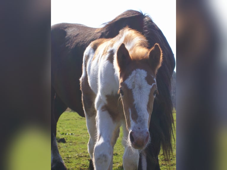 Meer ponys/kleine paarden Merrie Veulen (03/2026) 152 cm Gevlekt-paard in Velpke