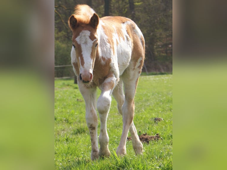 Meer ponys/kleine paarden Merrie Veulen (03/2026) 152 cm Gevlekt-paard in Velpke