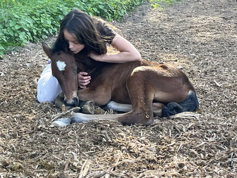 Meer ponys/kleine paarden Mix Merrie  155 cm Bruin in M&#xFC;hltalM&#xFC;hltal