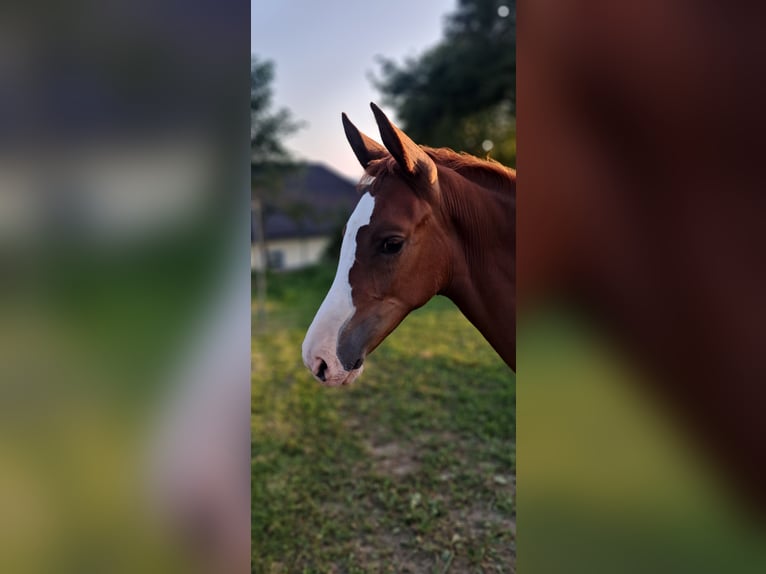 Meer ponys/kleine paarden Merrie Veulen (04/2025) 162 cm Vos in Weistrach