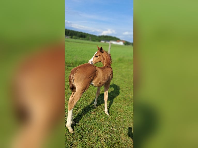 Meer ponys/kleine paarden Merrie Veulen (04/2025) 162 cm Vos in Weistrach