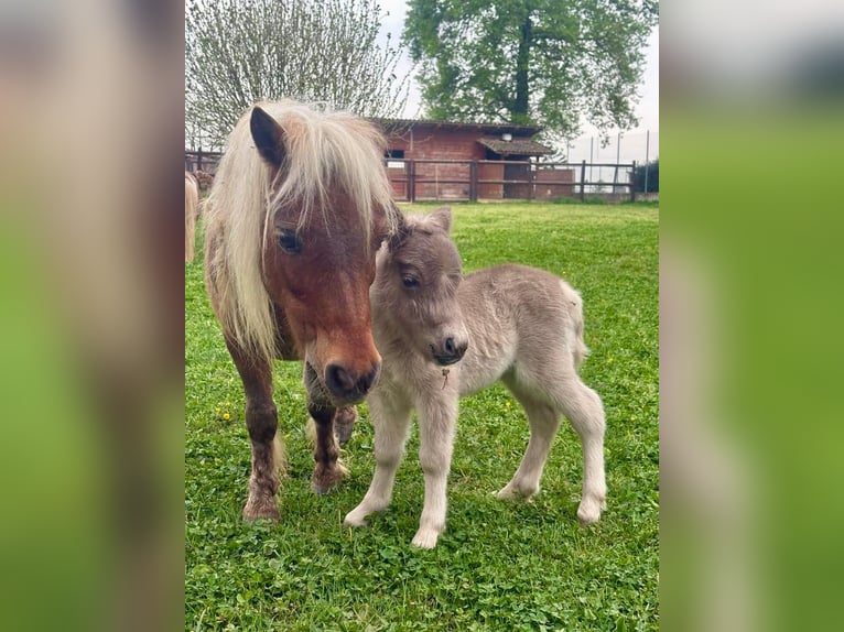Meer ponys/kleine paarden Merrie Veulen (01/2026) Schimmel in Villanova D'Asti