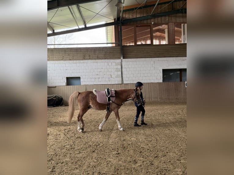 Meer ponys/kleine paarden Ruin 10 Jaar 110 cm Vos in Bad Blumaj