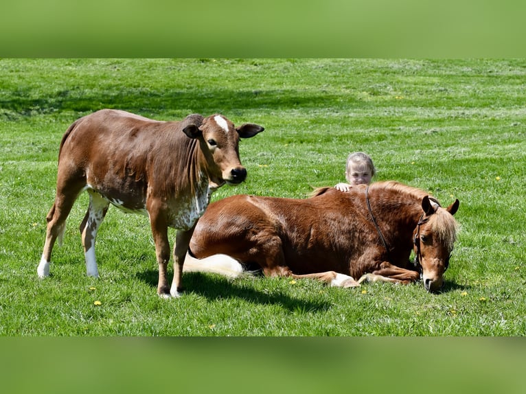 Meer ponys/kleine paarden Ruin 10 Jaar 112 cm Donkere-vos in Fresno
