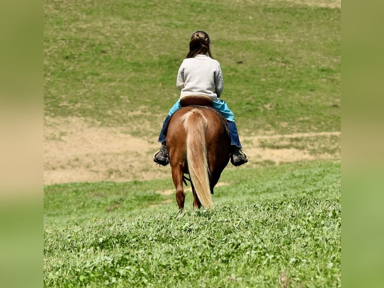 Meer ponys/kleine paarden Ruin 10 Jaar 112 cm Donkere-vos in Fresno