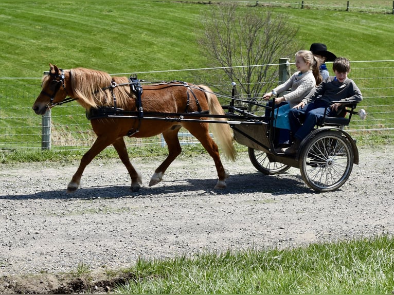 Meer ponys/kleine paarden Ruin 10 Jaar 112 cm Donkere-vos in Fresno