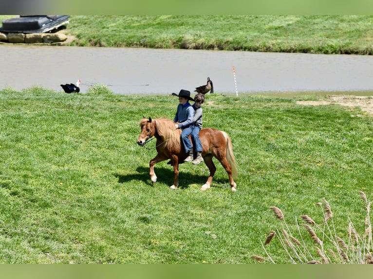 Meer ponys/kleine paarden Ruin 10 Jaar 112 cm Donkere-vos in Fresno