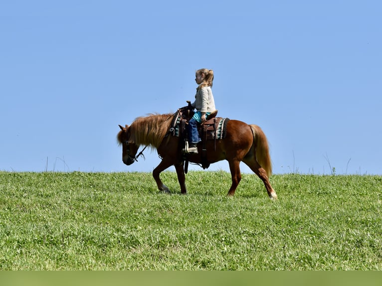 Meer ponys/kleine paarden Ruin 10 Jaar 112 cm Donkere-vos in Fresno