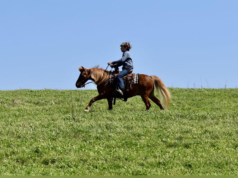 Meer ponys/kleine paarden Ruin 10 Jaar 112 cm Donkere-vos in Fresno