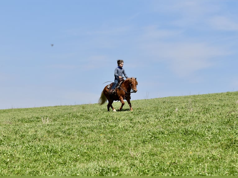 Meer ponys/kleine paarden Ruin 10 Jaar 112 cm Donkere-vos in Fresno