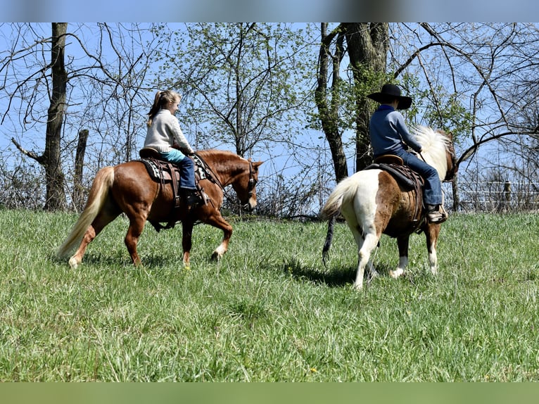 Meer ponys/kleine paarden Ruin 10 Jaar 112 cm Donkere-vos in Fresno