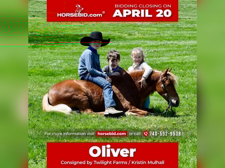 Meer ponys/kleine paarden Ruin 10 Jaar 112 cm Donkere-vos in Fresno