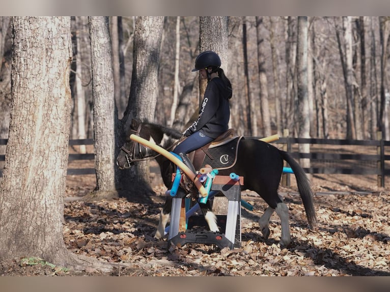 Meer ponys/kleine paarden Ruin 10 Jaar 112 cm Gevlekt-paard in Clover