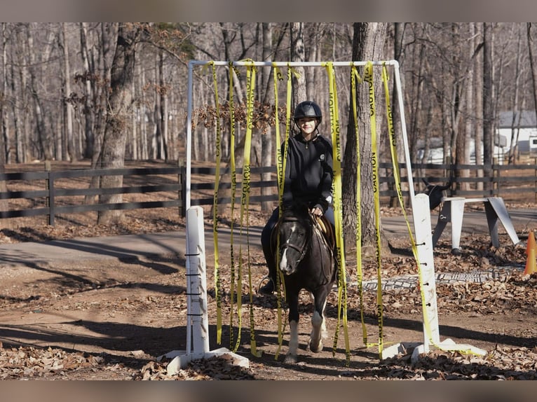 Meer ponys/kleine paarden Ruin 10 Jaar 112 cm Gevlekt-paard in Clover