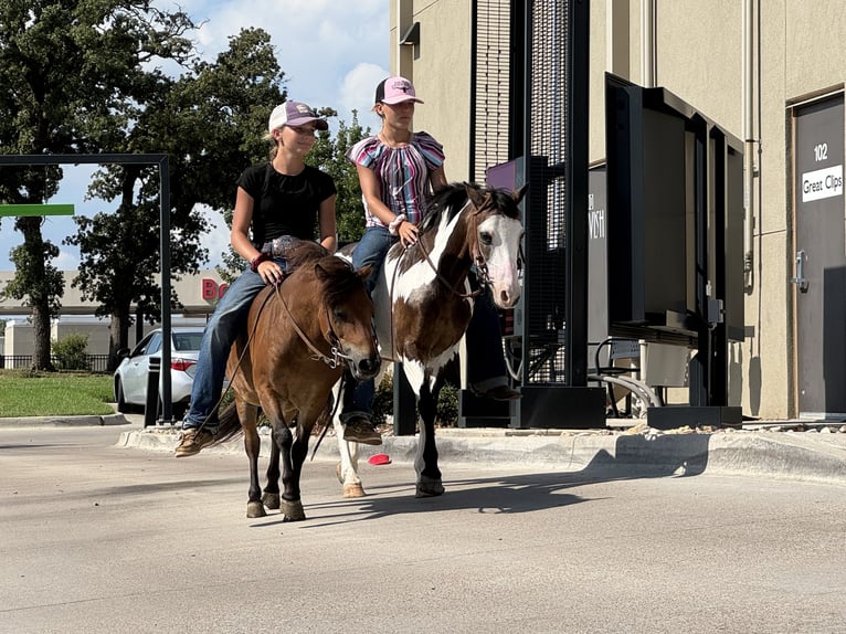 Meer ponys/kleine paarden Ruin 10 Jaar 117 cm Overo-alle-kleuren in Cleburne, TX