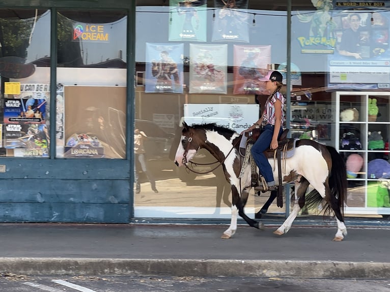 Meer ponys/kleine paarden Ruin 10 Jaar 117 cm Overo-alle-kleuren in Cleburne, TX