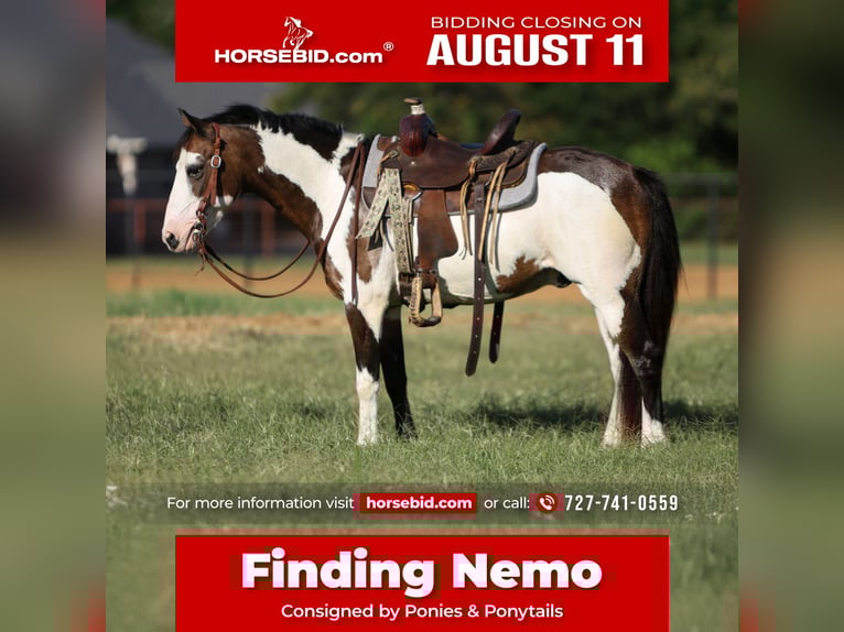 Meer ponys/kleine paarden Ruin 10 Jaar 117 cm Overo-alle-kleuren in Cleburne, TX