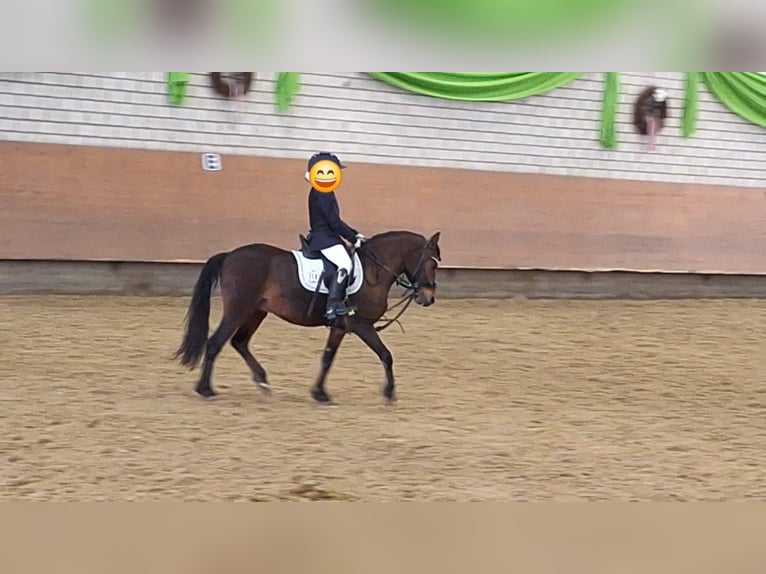 Meer ponys/kleine paarden Mix Ruin 10 Jaar 122 cm Bruin in Warstein