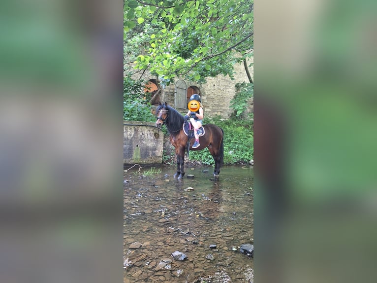 Meer ponys/kleine paarden Mix Ruin 10 Jaar 122 cm Bruin in Warstein