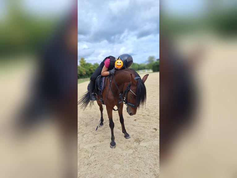 Meer ponys/kleine paarden Mix Ruin 10 Jaar 122 cm Bruin in Warstein