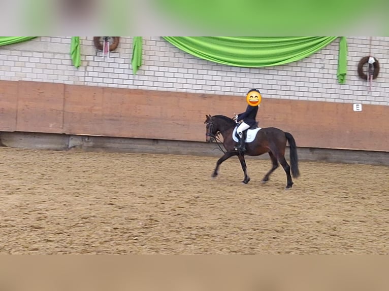 Meer ponys/kleine paarden Mix Ruin 10 Jaar 122 cm Bruin in Warstein
