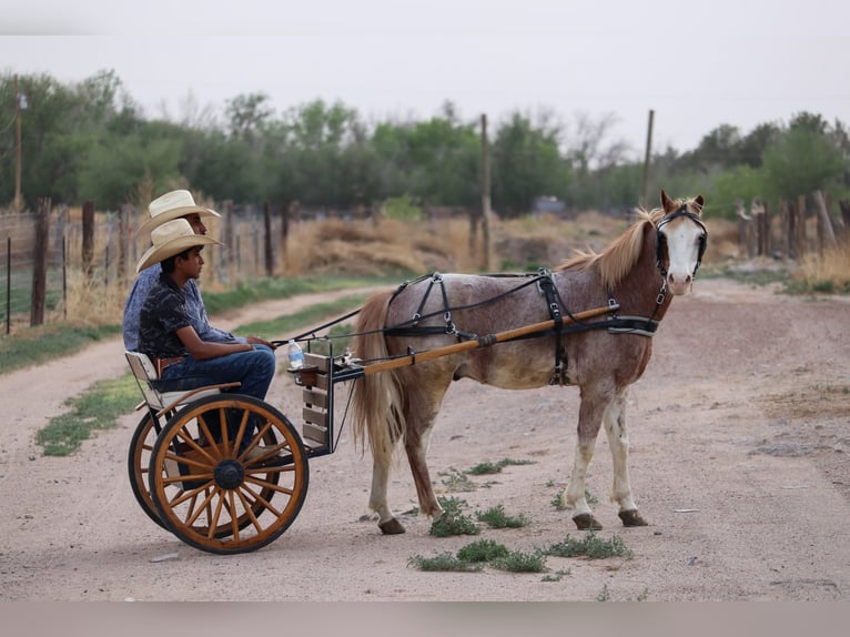 Meer ponys/kleine paarden Ruin 10 Jaar 122 cm Roan-Red in Dallas