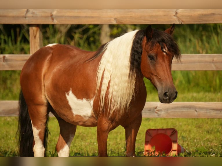 Meer ponys/kleine paarden Ruin 10 Jaar 122 cm in Fresno, OH