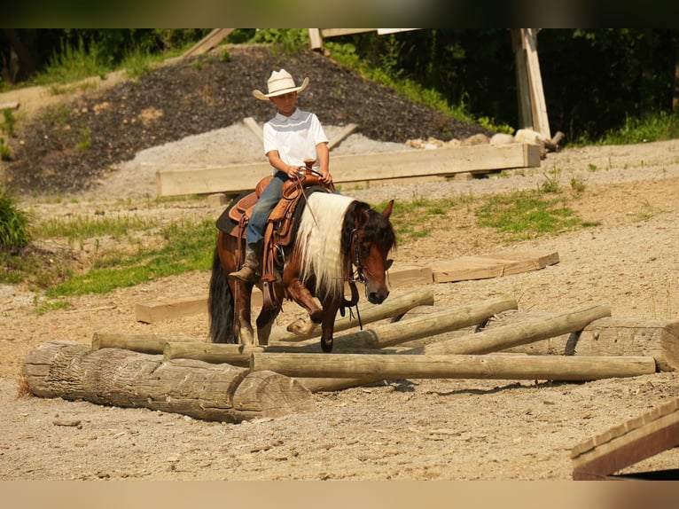 Meer ponys/kleine paarden Ruin 10 Jaar 122 cm in Fresno, OH