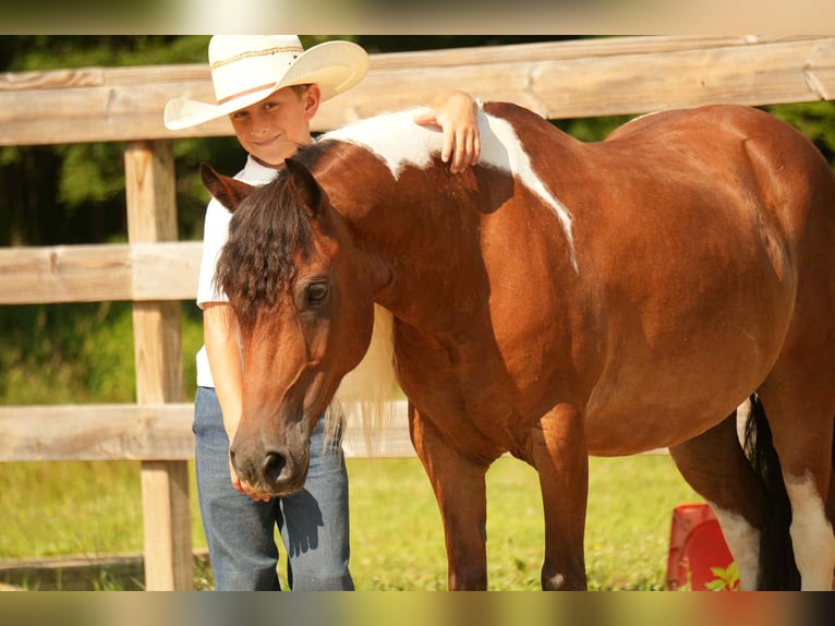 Meer ponys/kleine paarden Ruin 10 Jaar 122 cm in Fresno, OH