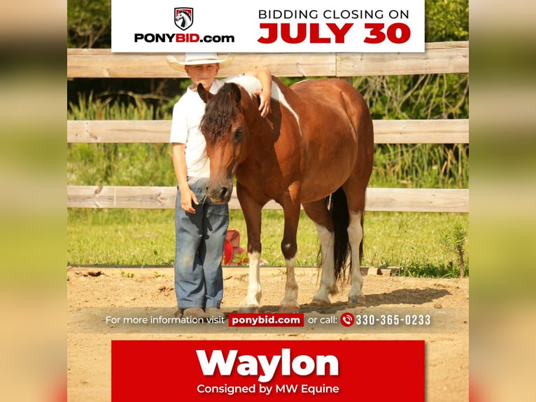 Meer ponys/kleine paarden Ruin 10 Jaar 122 cm in Fresno, OH