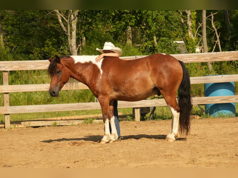 Meer ponys/kleine paarden Ruin 10 Jaar 122 cm in Fresno, OH