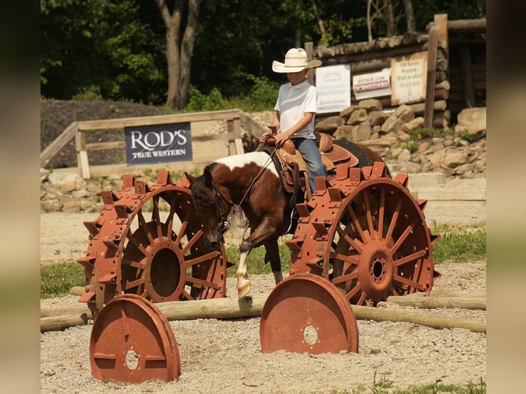 Meer ponys/kleine paarden Ruin 10 Jaar 122 cm in Fresno, OH