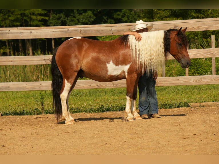 Meer ponys/kleine paarden Ruin 10 Jaar 122 cm in Fresno, OH
