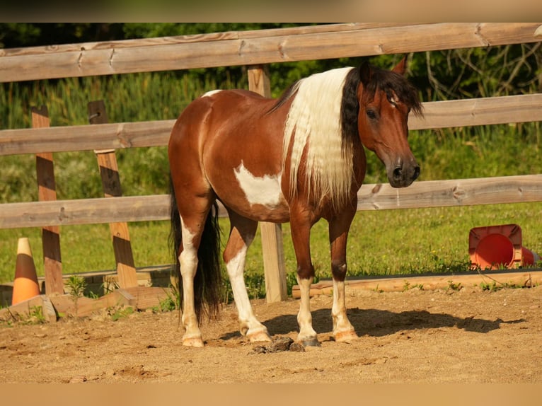 Meer ponys/kleine paarden Ruin 10 Jaar 122 cm in Fresno, OH