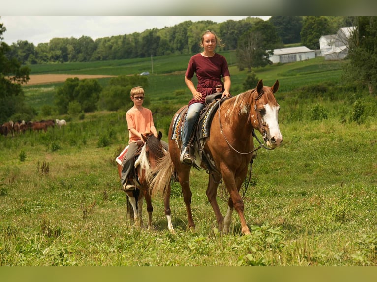 Meer ponys/kleine paarden Ruin 10 Jaar 122 cm in Fresno, OH