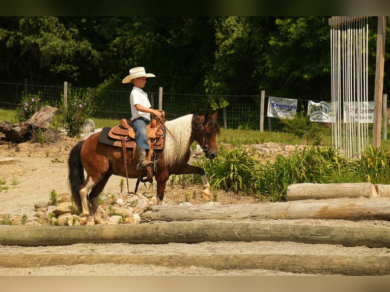 Meer ponys/kleine paarden Ruin 10 Jaar 122 cm in Fresno, OH