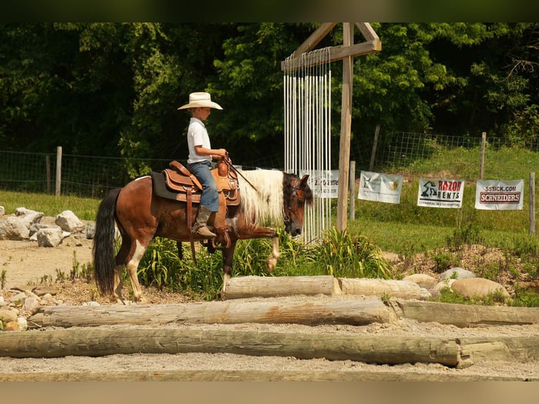 Meer ponys/kleine paarden Ruin 10 Jaar 122 cm in Fresno, OH