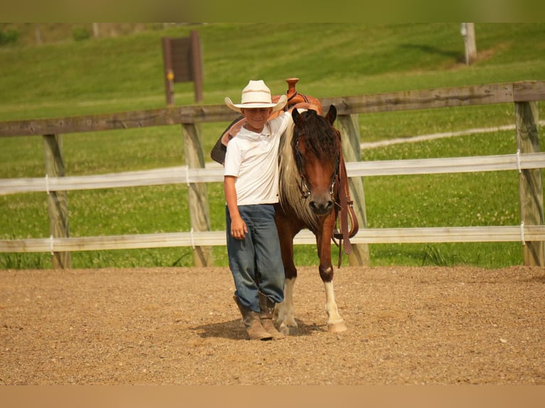Meer ponys/kleine paarden Ruin 10 Jaar 122 cm in Fresno, OH