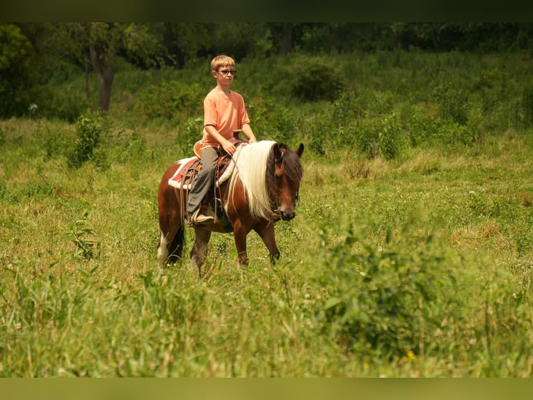 Meer ponys/kleine paarden Ruin 10 Jaar 122 cm in Fresno, OH
