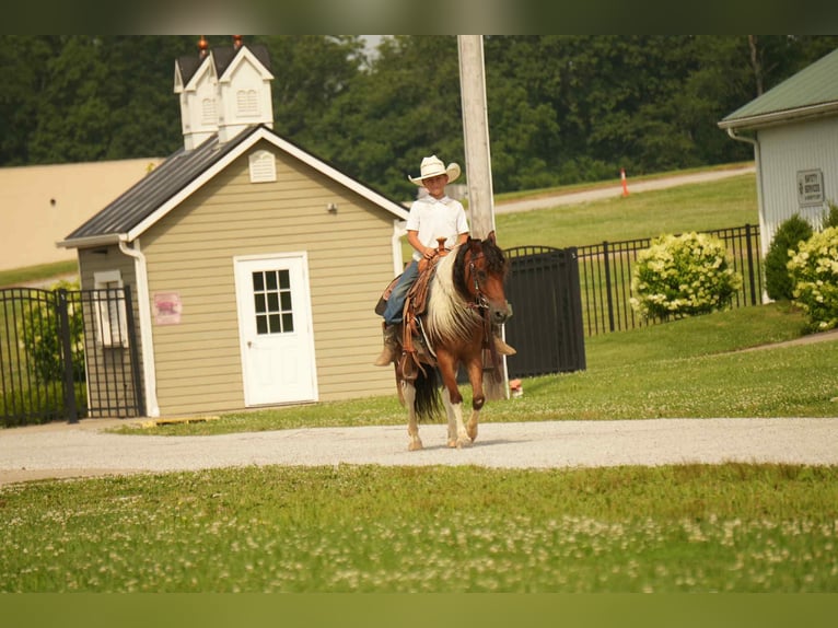 Meer ponys/kleine paarden Ruin 10 Jaar 122 cm in Fresno, OH
