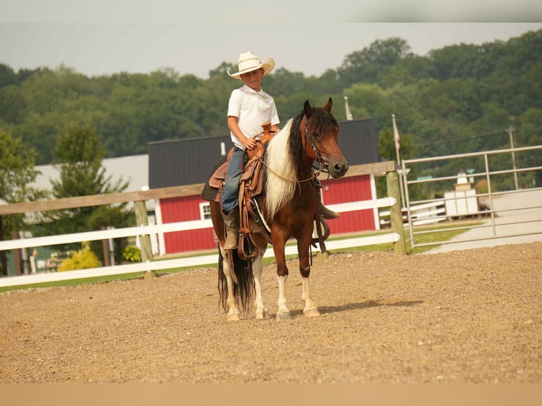 Meer ponys/kleine paarden Ruin 10 Jaar 122 cm in Fresno, OH
