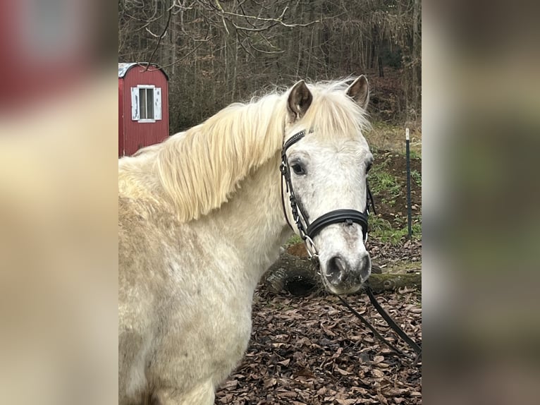 Meer ponys/kleine paarden Ruin 10 Jaar 126 cm Appaloosa in Ursensollen