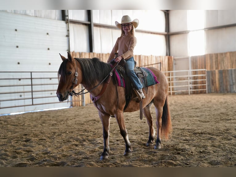 Meer ponys/kleine paarden Ruin 10 Jaar 130 cm Falbe in Corsica