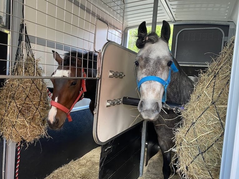 Meer ponys/kleine paarden Ruin 10 Jaar 134 cm Bruin in Netolice