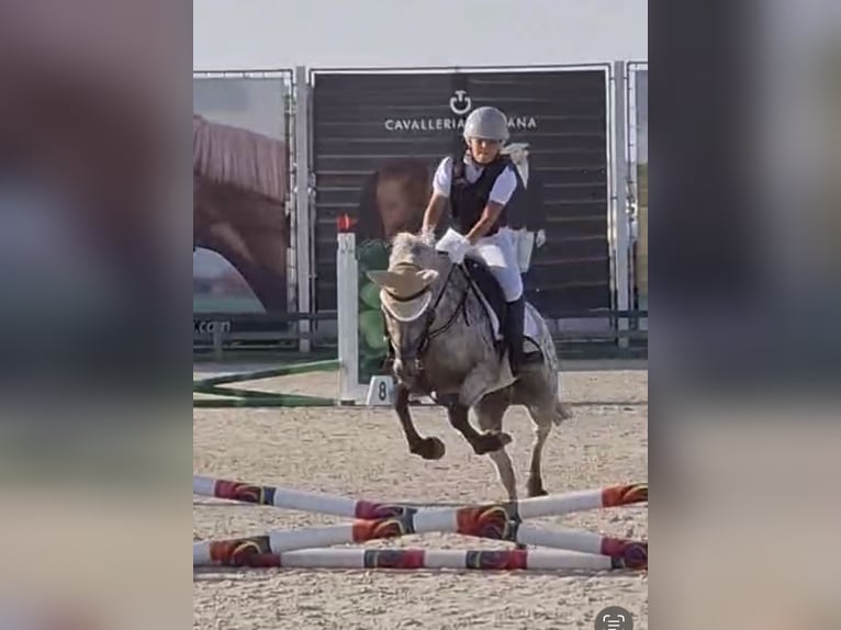 Meer ponys/kleine paarden Mix Ruin 10 Jaar 137 cm Appaloosa in Kaldenkirchen