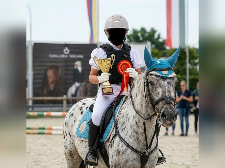 Meer ponys/kleine paarden Mix Ruin 10 Jaar 137 cm Appaloosa in Kaldenkirchen