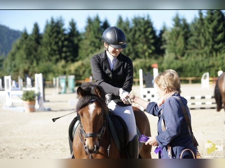 Meer ponys/kleine paarden Mix Ruin 10 Jaar 137 cm Bruin in Sankt Veit an der Glan