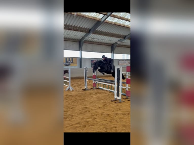 Meer ponys/kleine paarden Ruin 10 Jaar 137 cm Zwart in Amstetten
