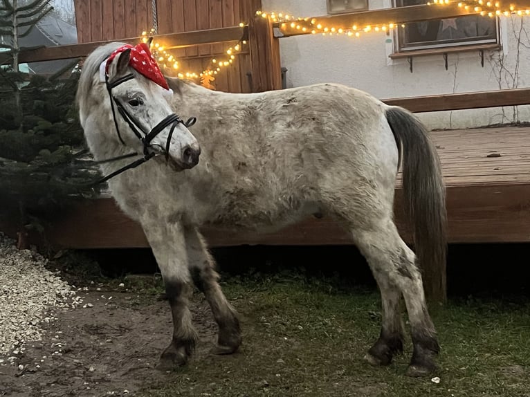 Meer ponys/kleine paarden Ruin 10 Jaar 139 cm Appaloosa in Ursensollen